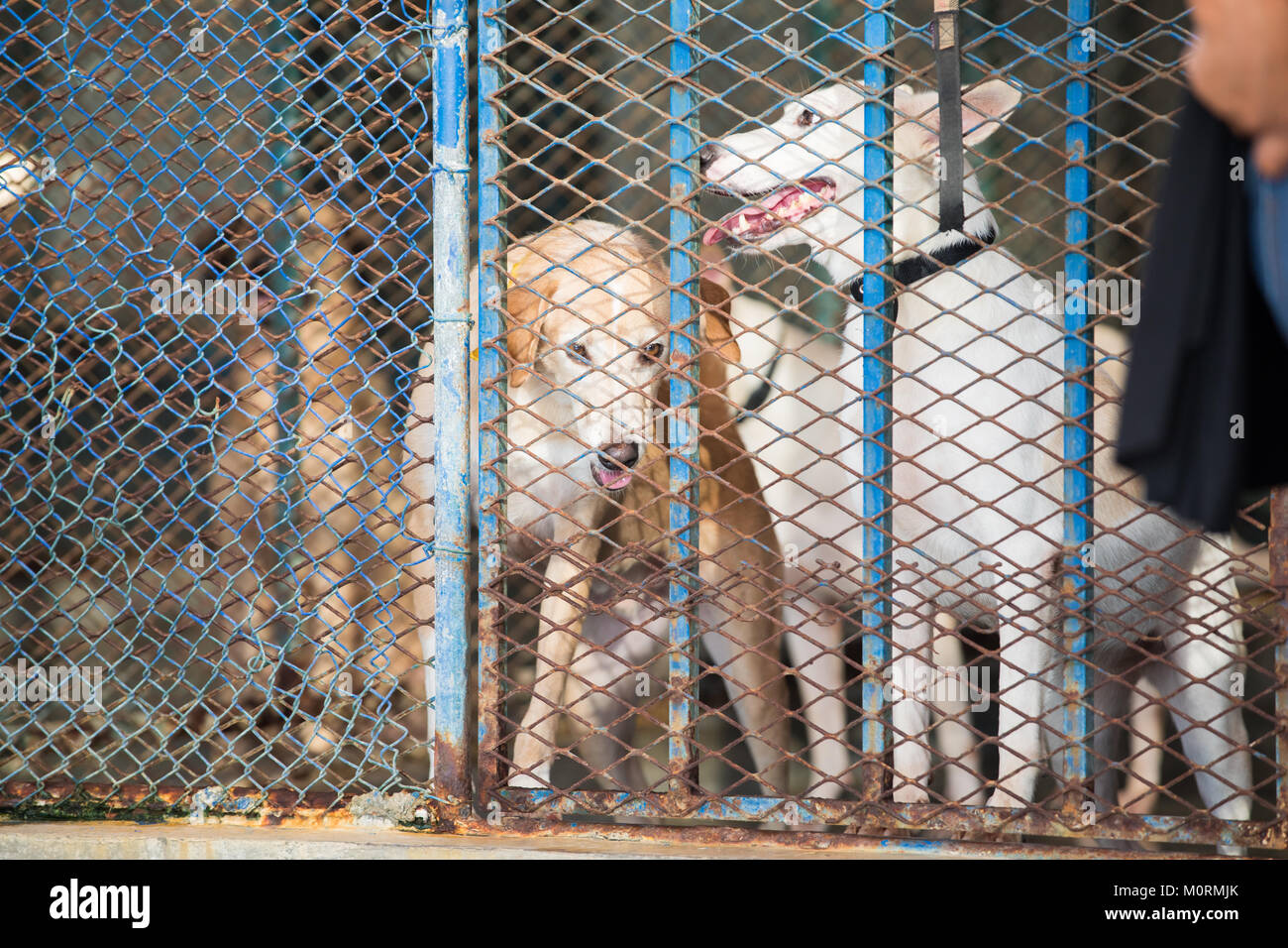 Dog in a metal cage at a stray dog center. Dubai, UAE Stock Photo Alamy