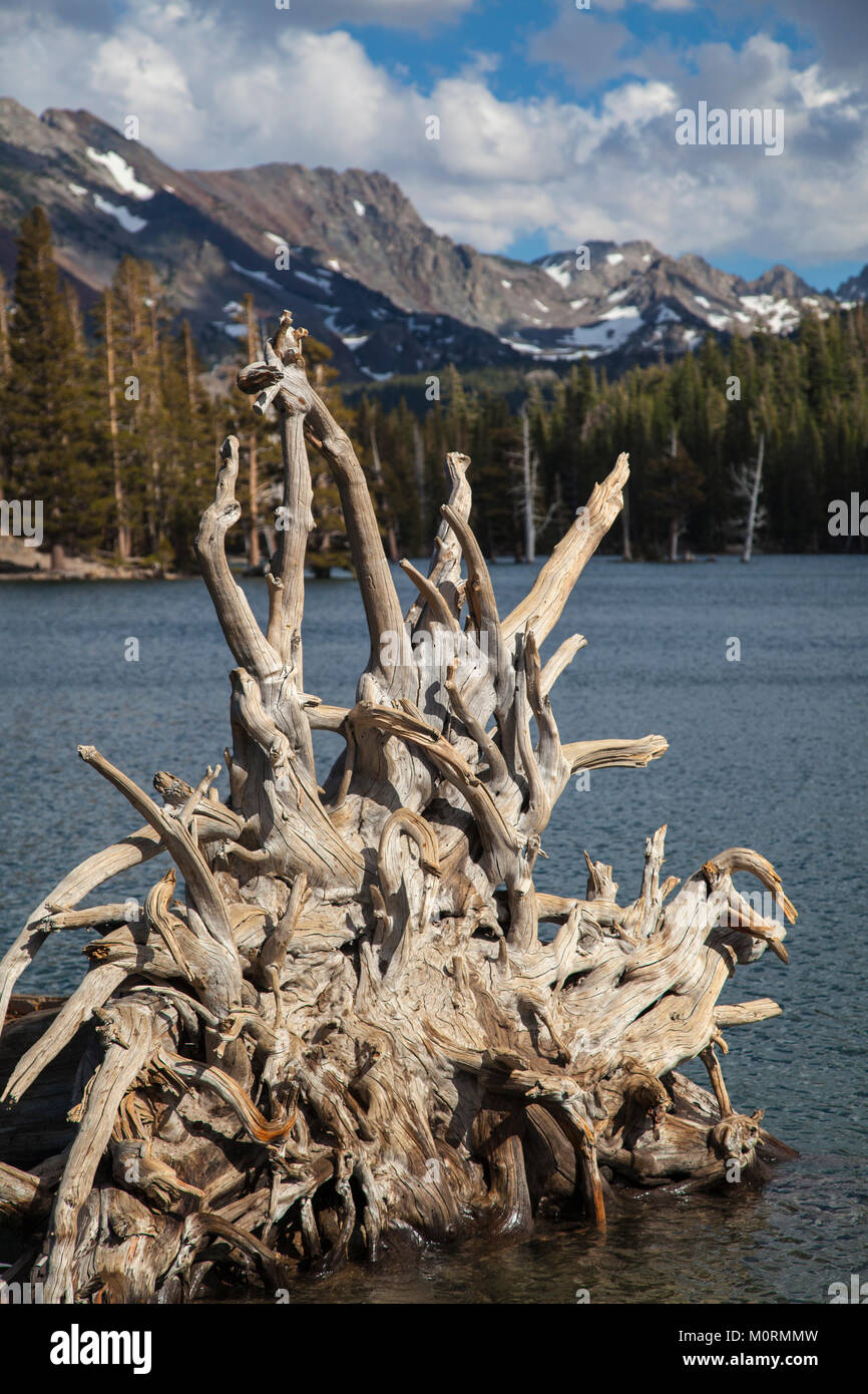 Dead trees around Horseshoe Lake. Higher than normal concentrations of