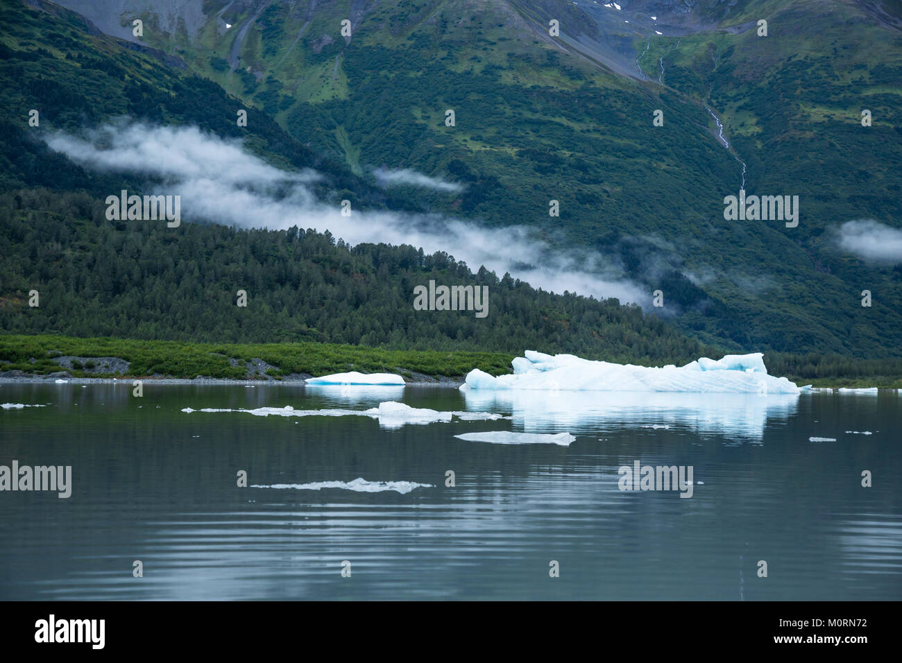 An alpine lake at the terminus of the Spencer glacier holds icebergs calved from the glacier. Above, low clouds float just above the tops of the forest Stock Photo
