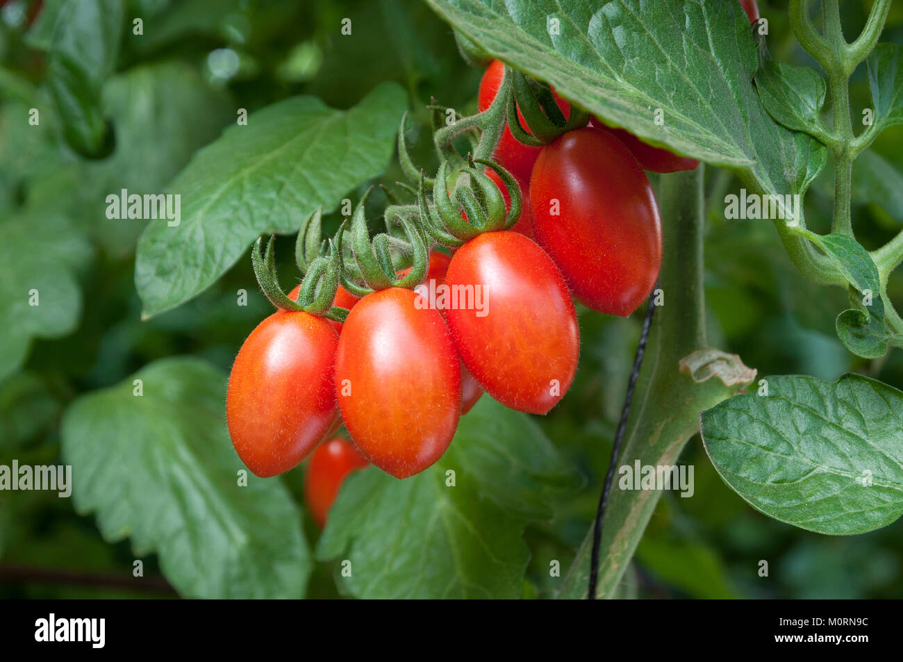 Tomato Greenhouse, Cherry tomatos Stock Photo