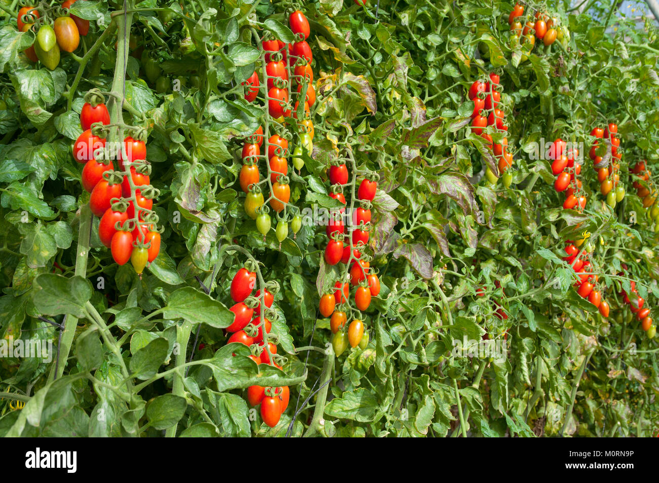 Tomato Greenhouse, Cherry tomatos Stock Photo