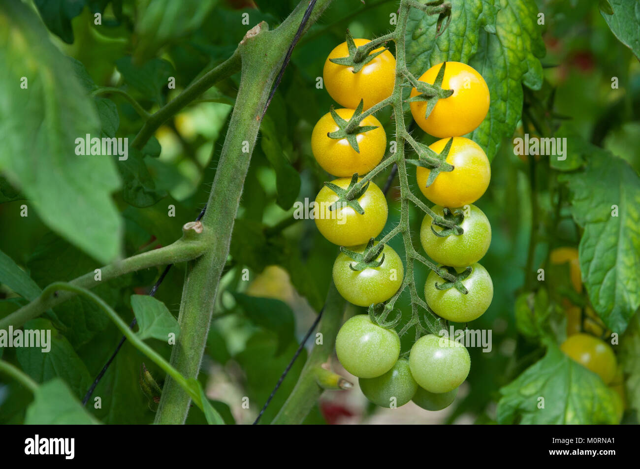 Tomato Greenhouse, Cherry tomatos Stock Photo