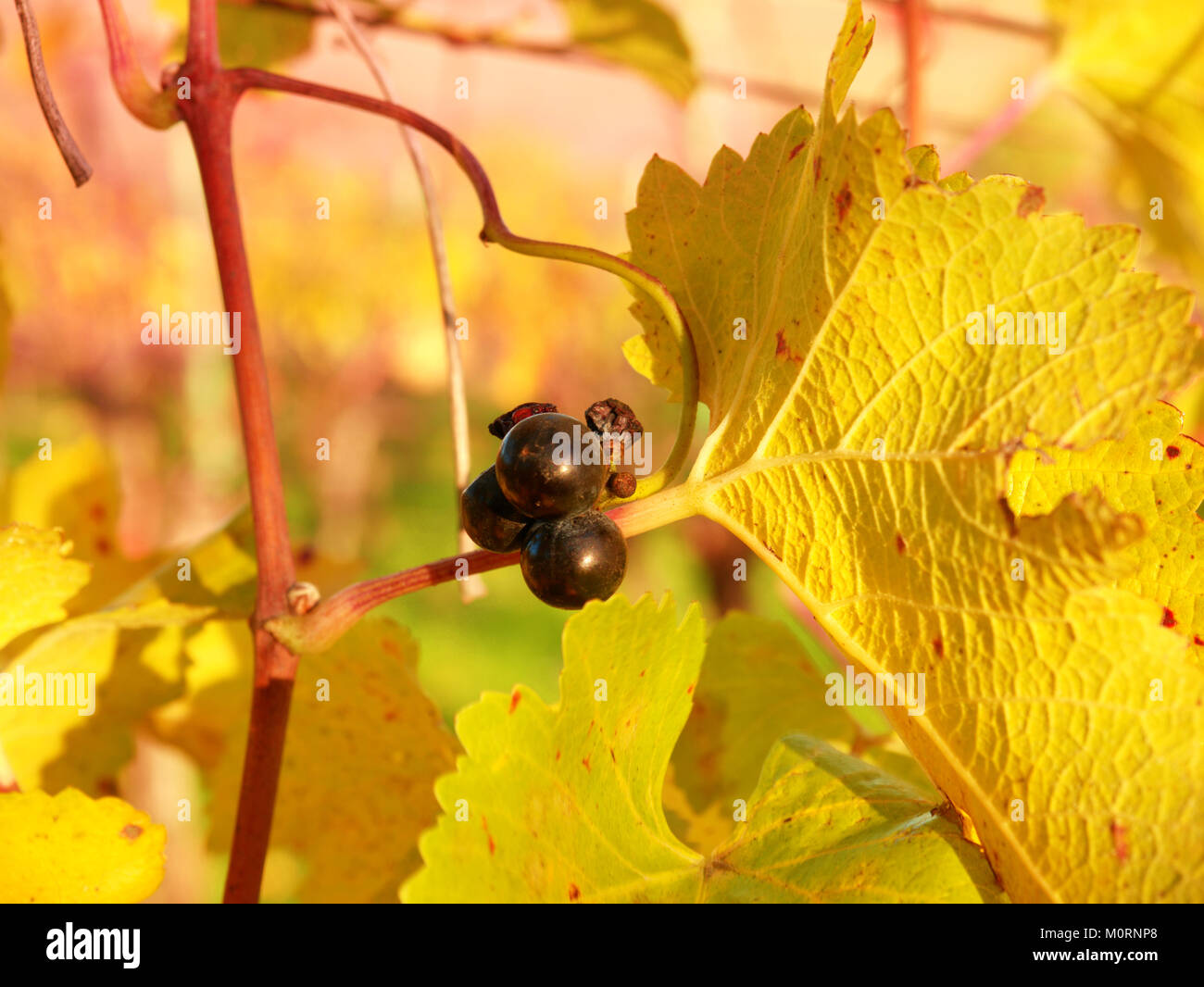 Vine plant purple leaves