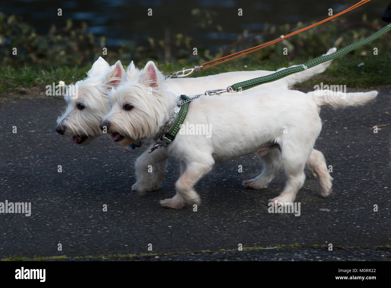 White terrier Stock Photo