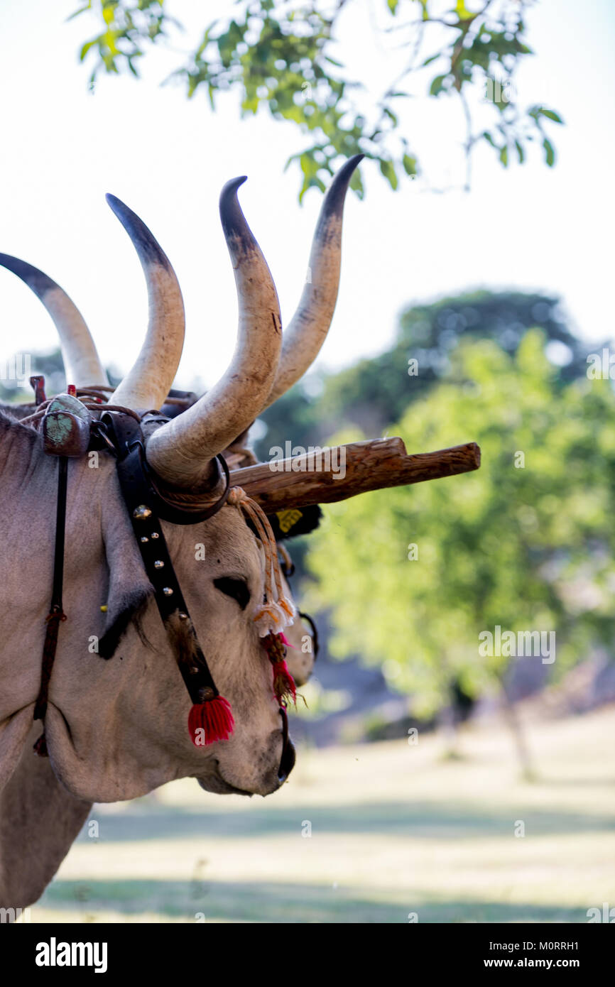 Beautiful bulls with long horns, nose ring tied with ropes and ...