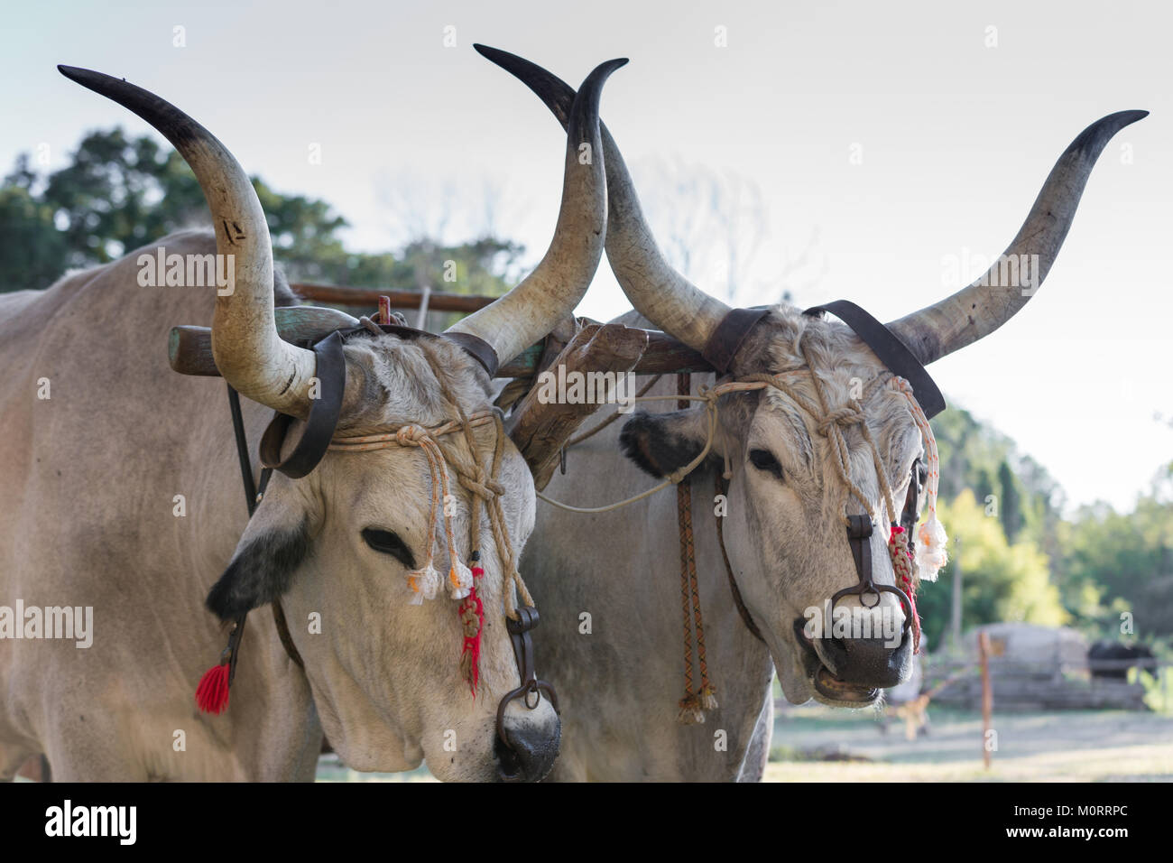Beautiful bull hi-res stock photography and images - Alamy