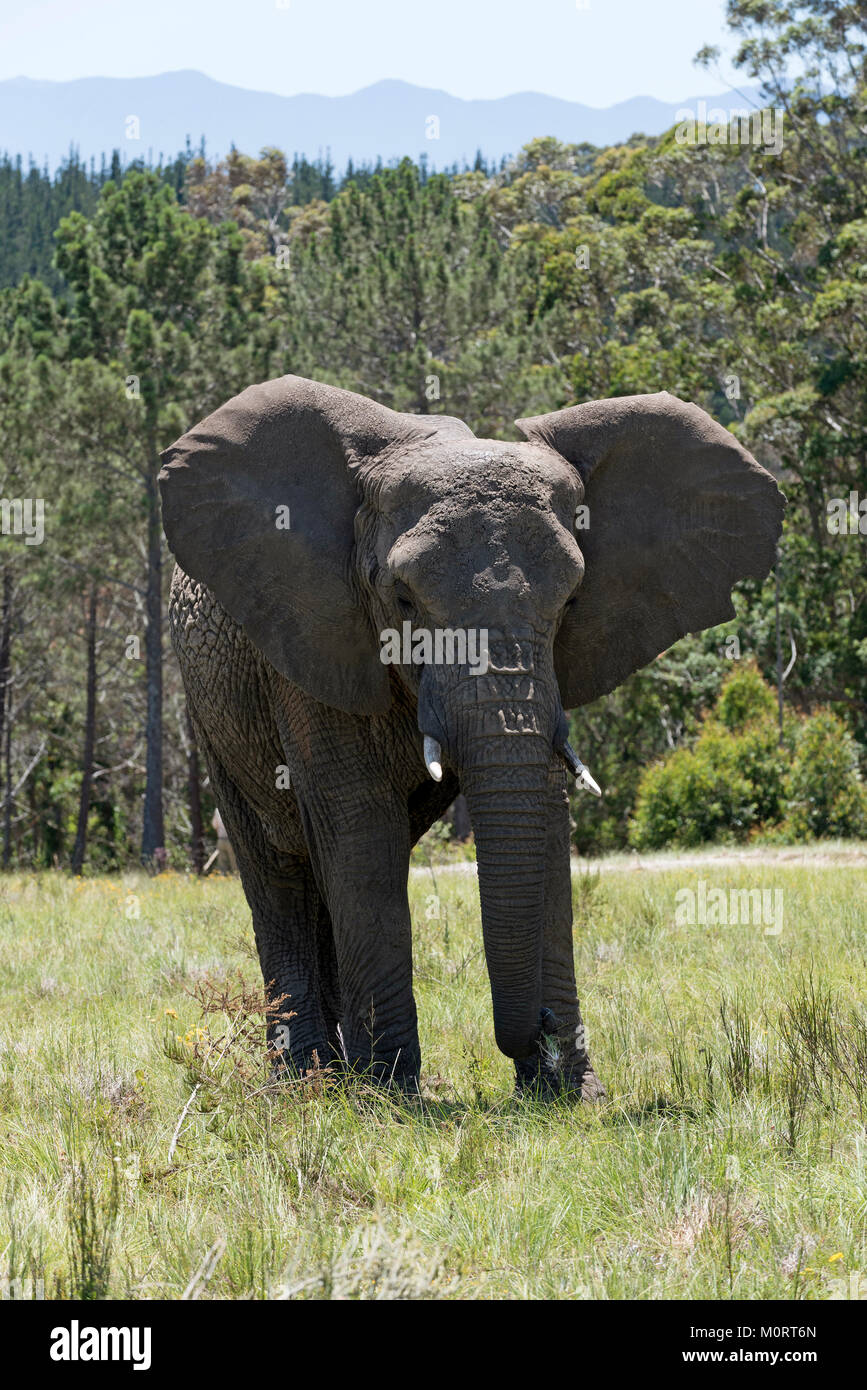 Knysna Western Cape South Afrtica. Circa 2017. Young male elephant with