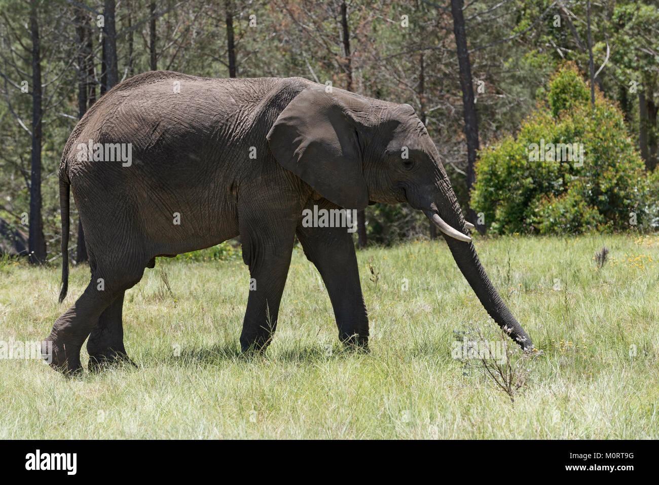 Knysna Western Cape South Afrtica. Circa 2017. Young male elephant