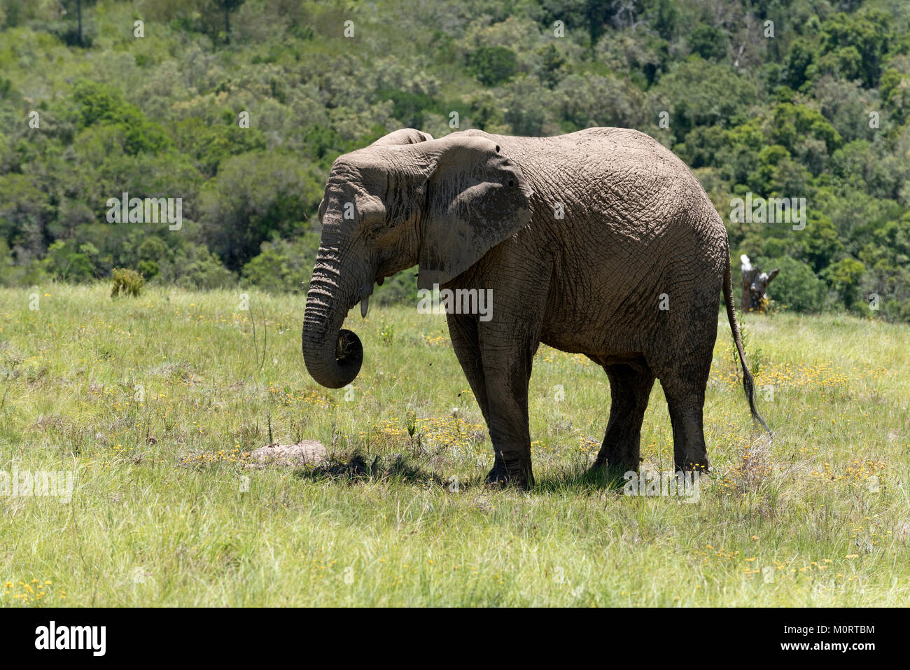 Knysna Western Cape South Afrtica. Circa 2017. Young male elephant