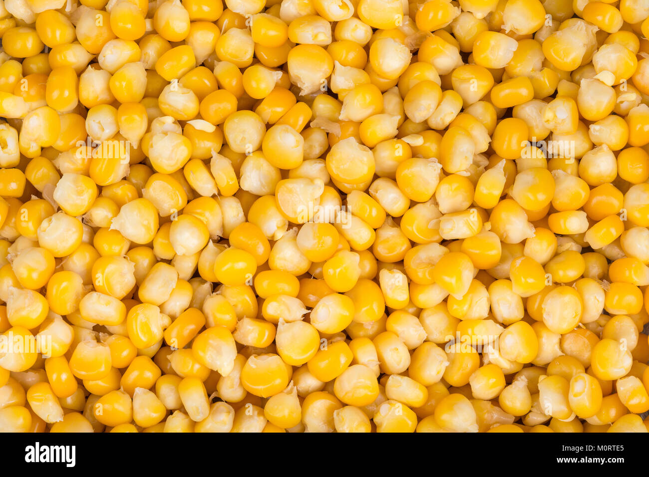 Decorative texture from boiled maize grains. Plenty of beautiful yellow corn seeds as a background. Stock Photo