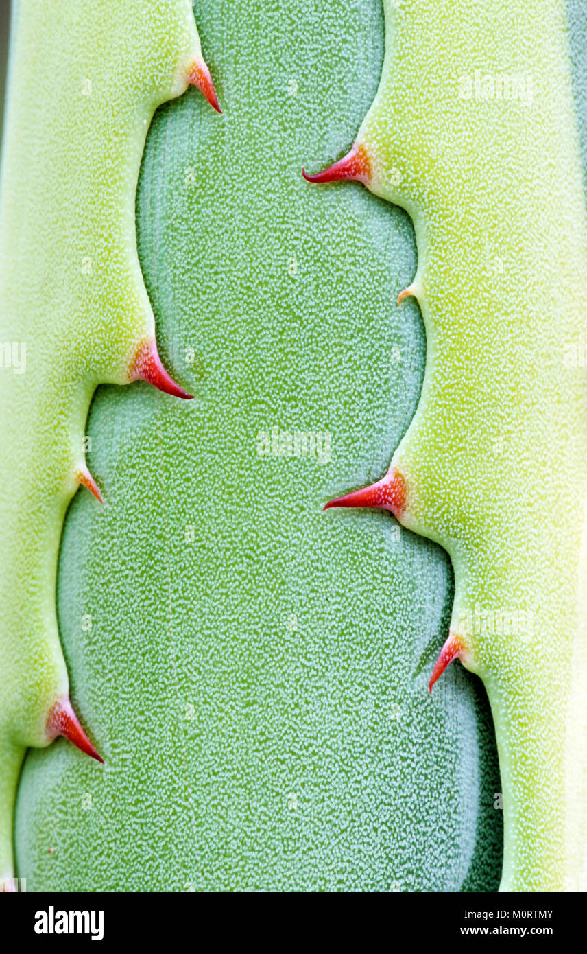 American Aloe, leaf detail with thorns / (Agave americana)   | Amerikanische Agave, Blattdetail mit Dornen / (Agave americana) Stock Photo