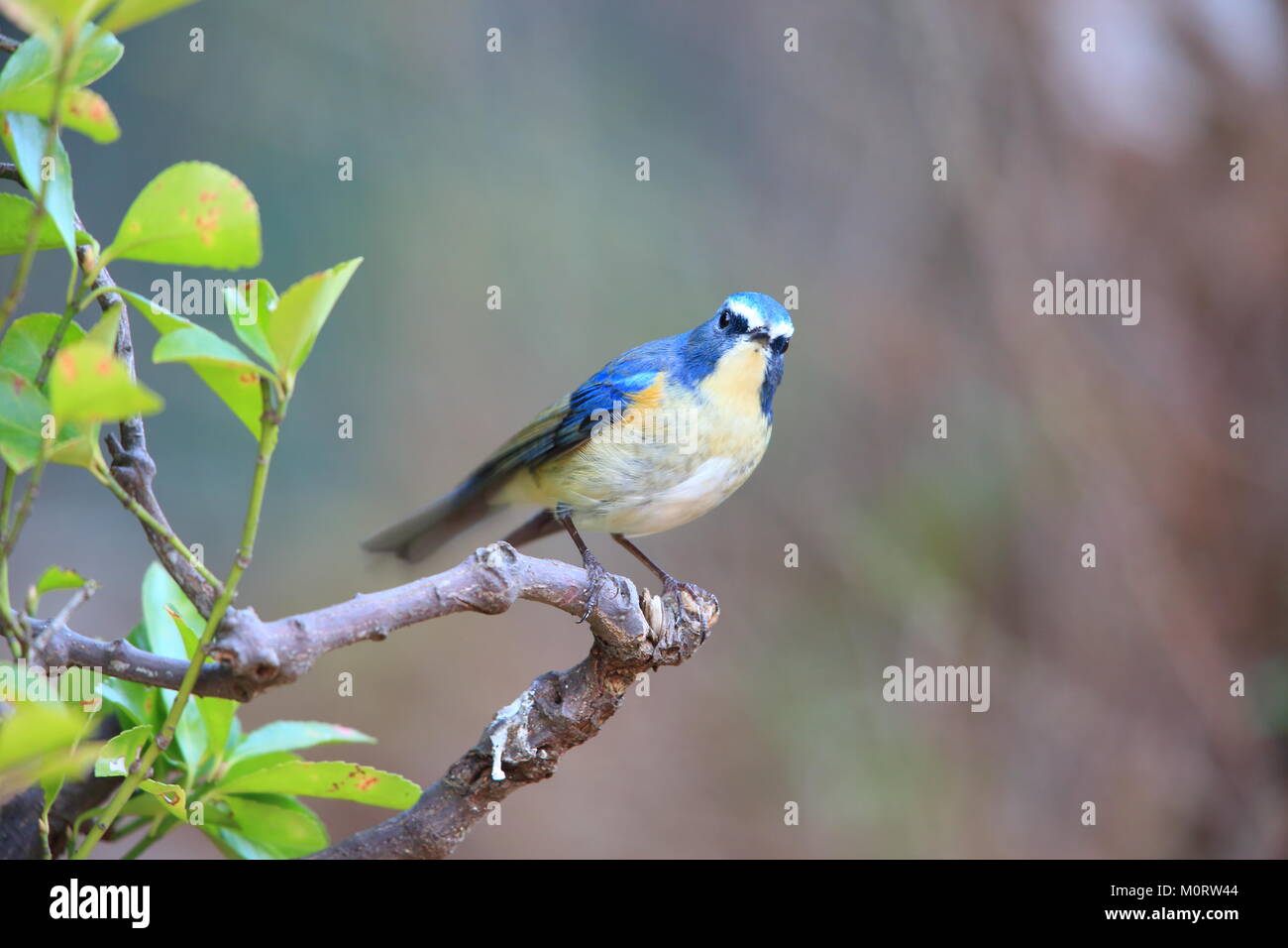 Red-flanked bluetail or Orange-flanked bush robin(Tarsiger cyanurus) in Japan Stock Photo