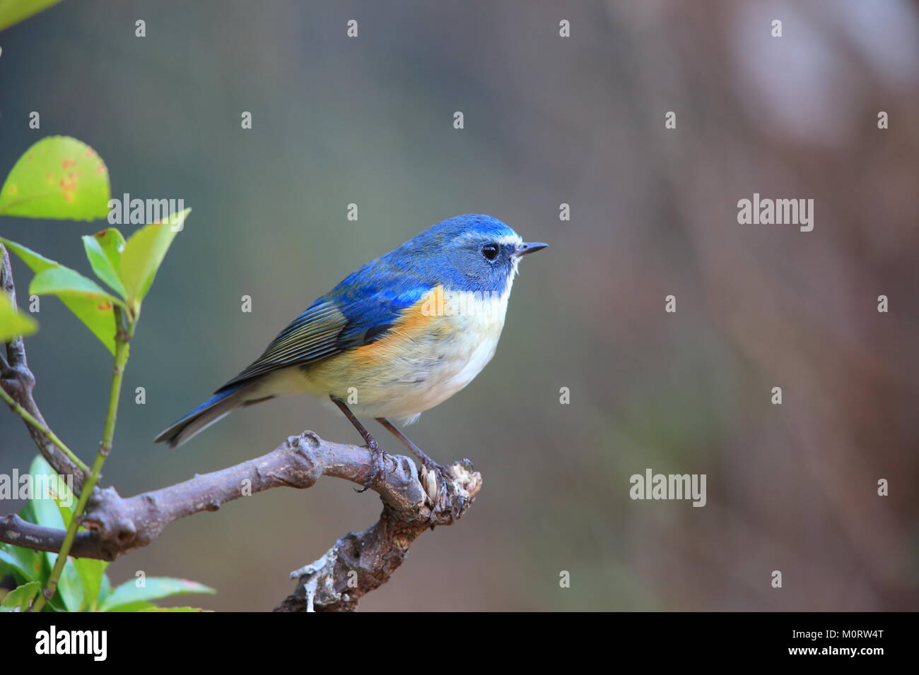Red-flanked bluetail or Orange-flanked bush robin(Tarsiger cyanurus) in Japan Stock Photo