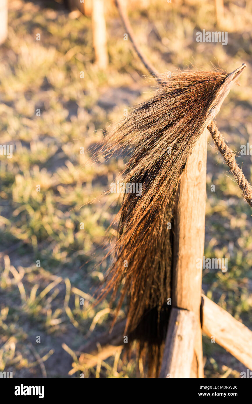 beautifull small furry skin of skinned animal resting on a pole Stock Photo