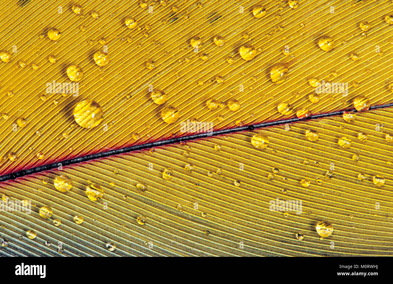 Scarlet Macaw, feather detail with waterdrops / (Ara macao) | Hellroter Ara, Federdetail / (Ara macao) Stock Photo