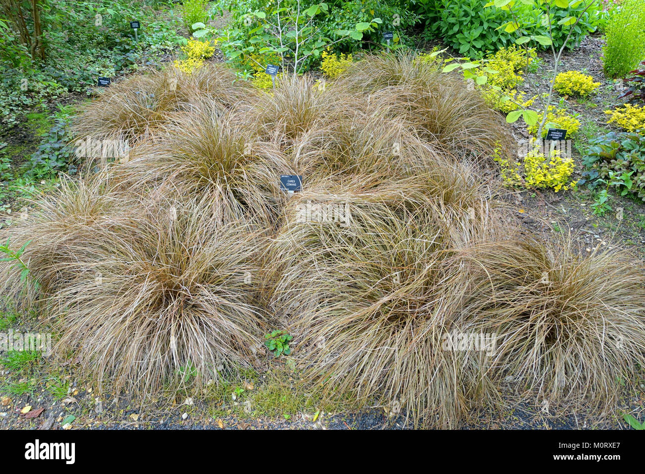 Carex comans - Hillier Gardens - Romsey, Hampshire, England - DSC04461 Stock Photo