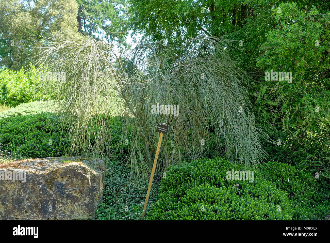 Carmichaelia stevensonii - Savill Garden - Windsor Great Park, England - DSC05964 Stock Photo