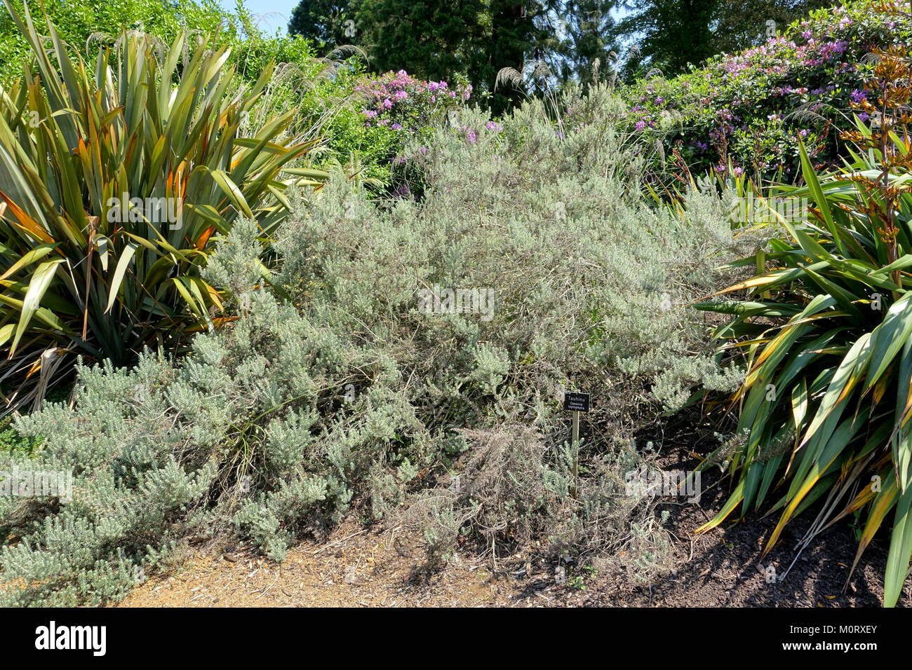 Cassinia leptophylla - Savill Garden - Windsor Great Park, England - DSC06000 Stock Photo