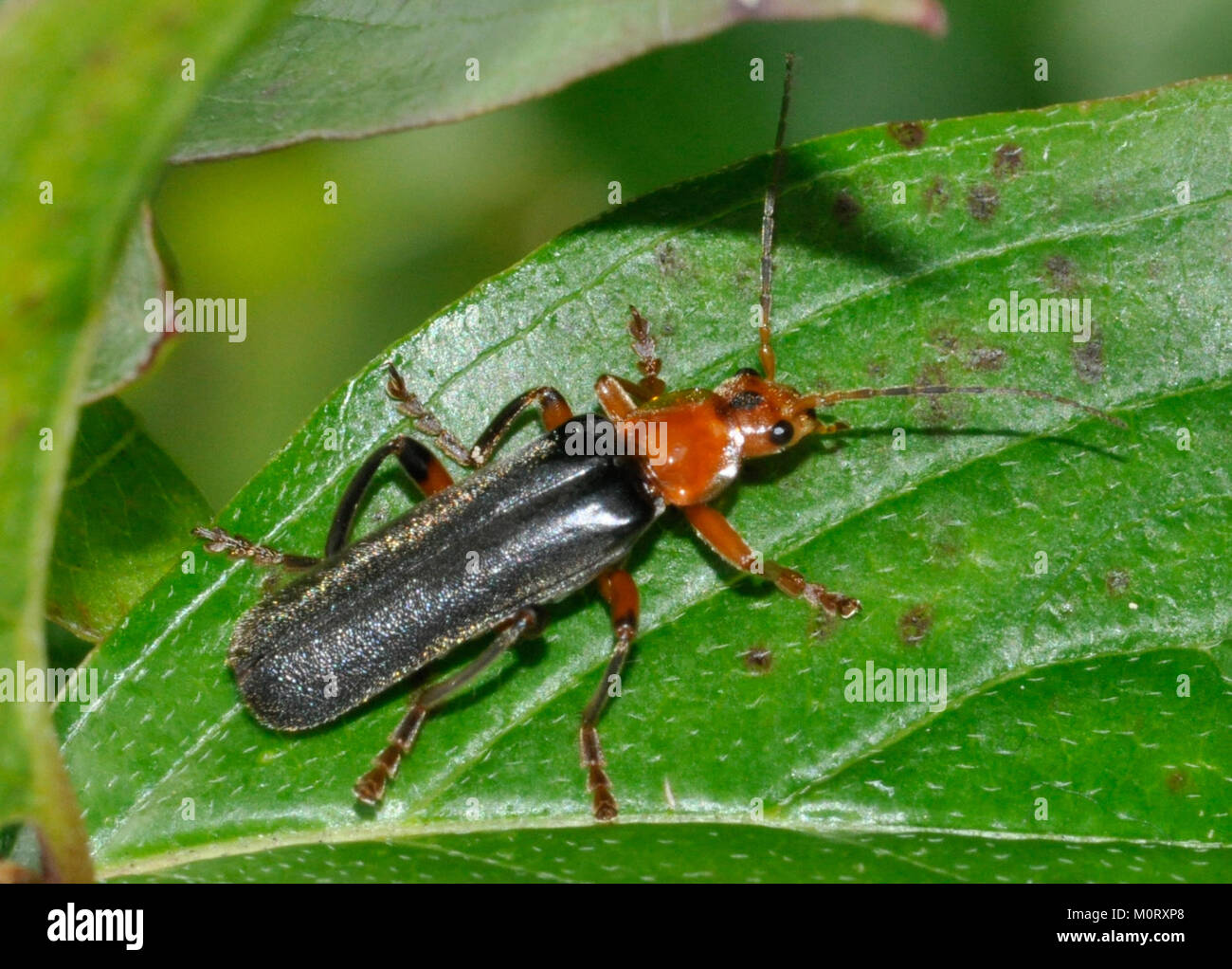 Shiny beetle body hi-res stock photography and images - Alamy