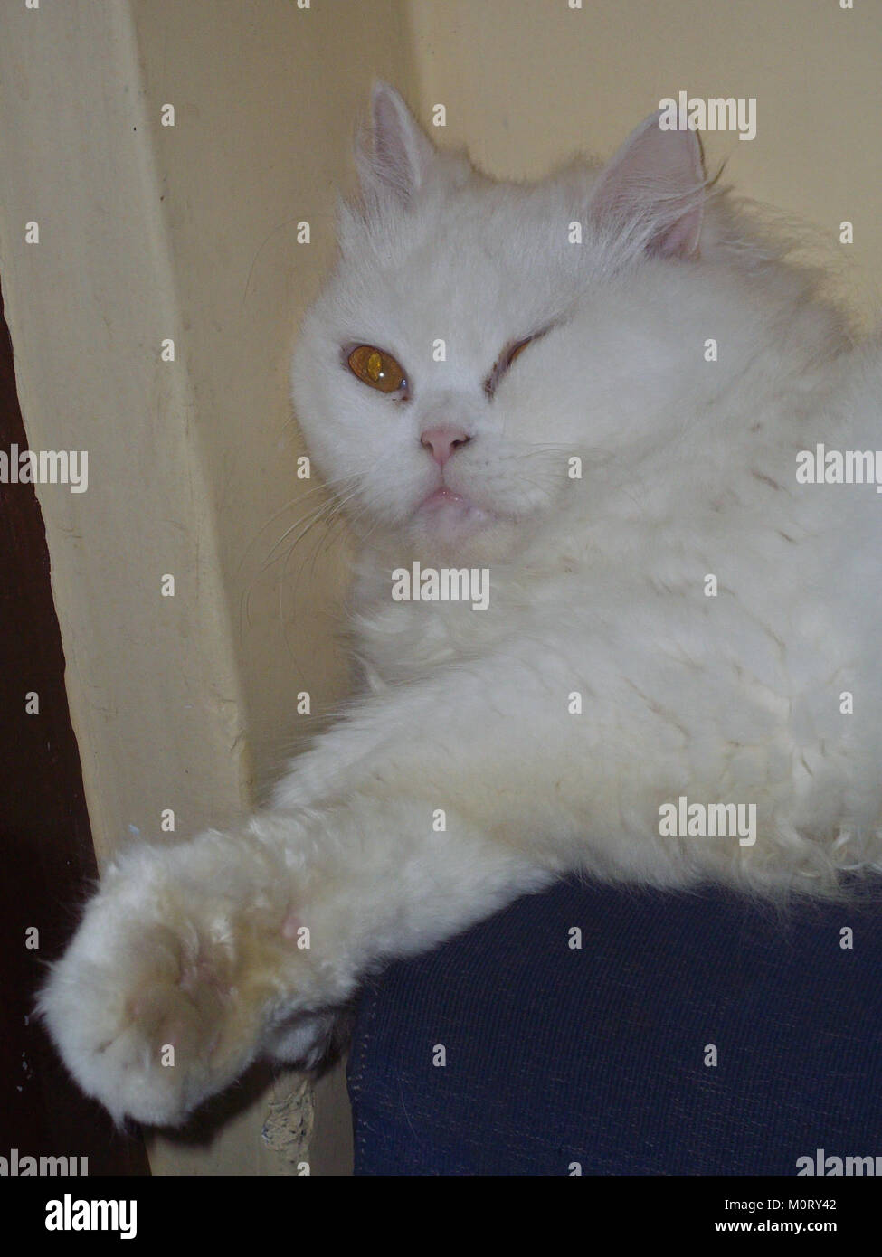Cat matahari sleeping with one eye Stock Photo Alamy