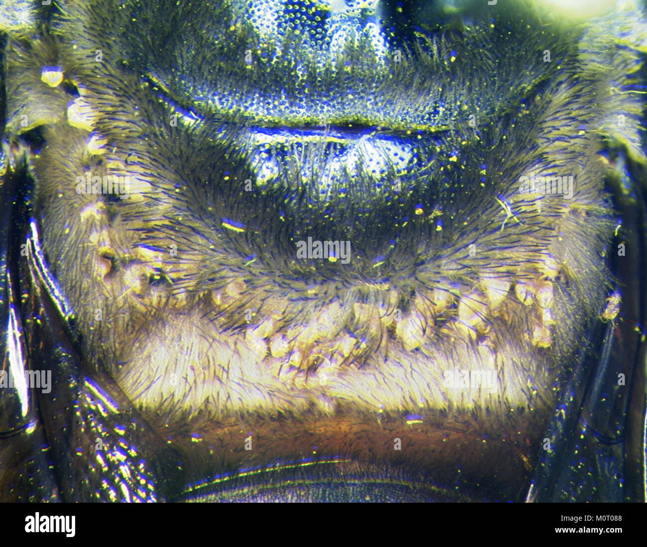 Centriacarus guahibo on bee BMOC-04-0508-239bMontage Stock Photo