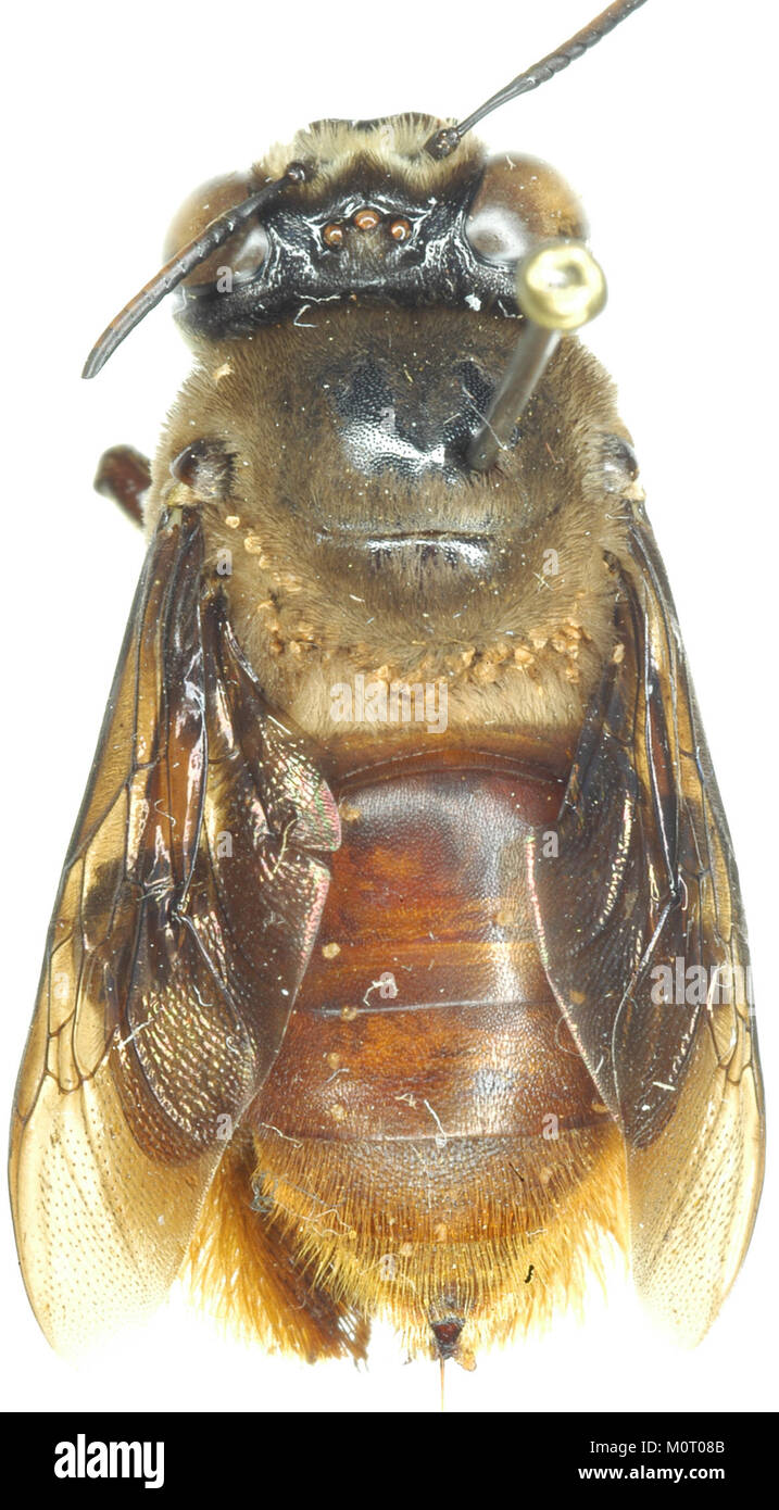 Centriacarus guahibo on bee BMOC-04-0508-239a Stock Photo