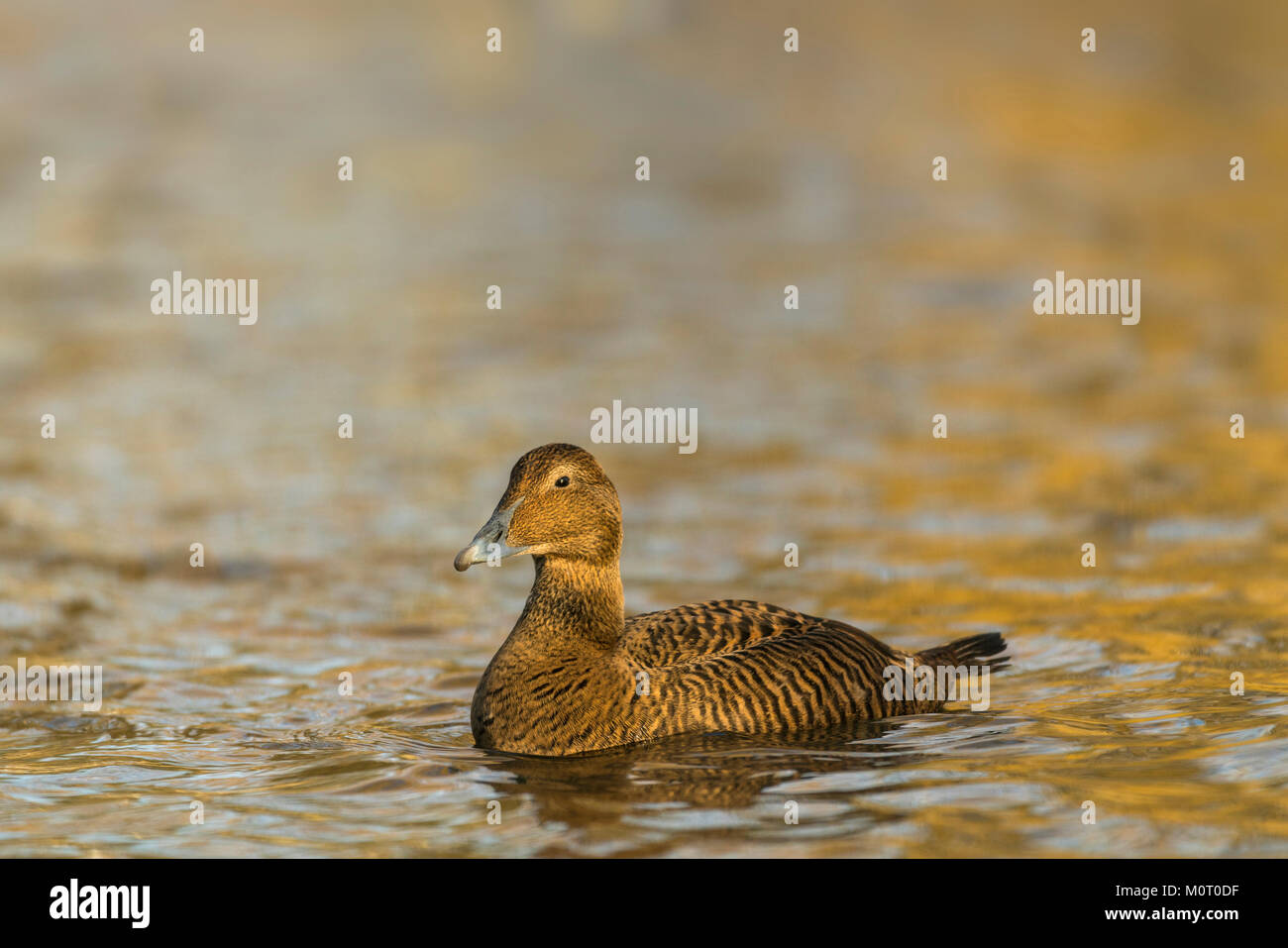 Common Eider duck, female, Somateria mollissima, late winter in ...