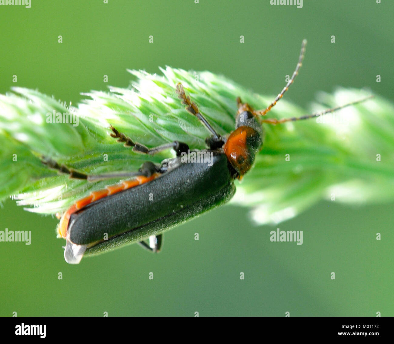Cantharis fusca species soldier hi-res stock photography and images - Alamy