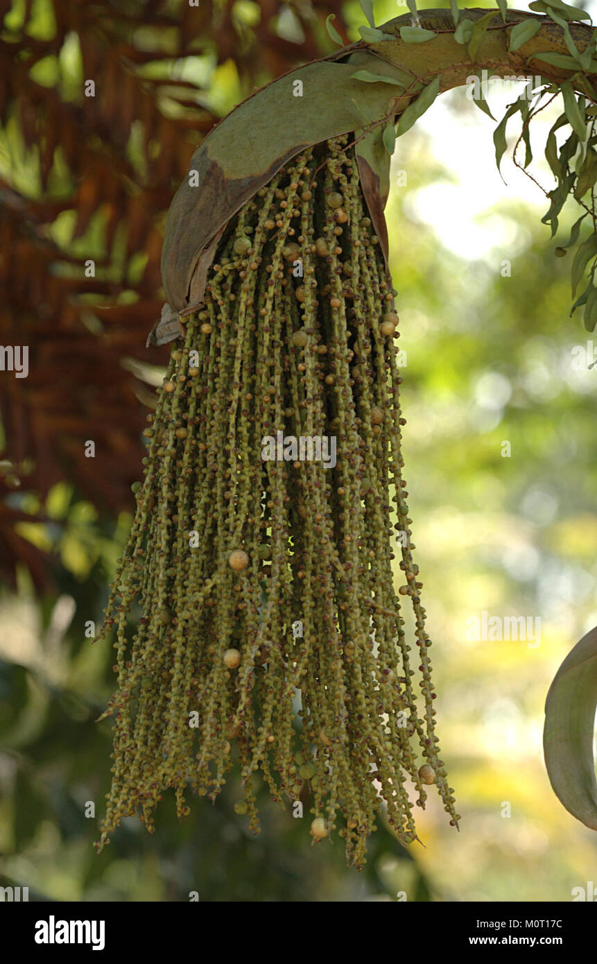 Fishtail palm caryota urens hi-res stock photography and images - Alamy