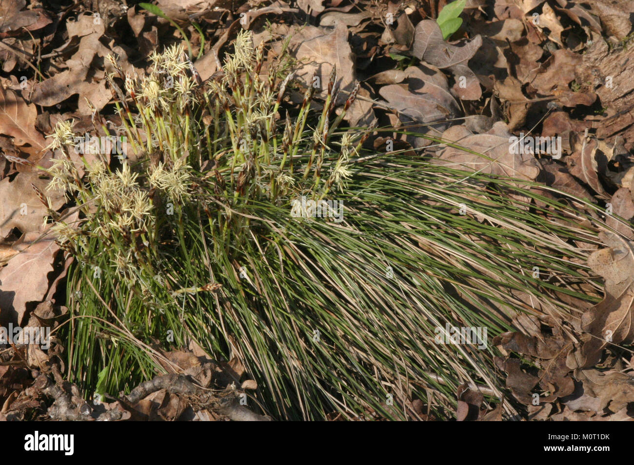 Carex humilis (Erd-Segge) IMG 6335 Stock Photo