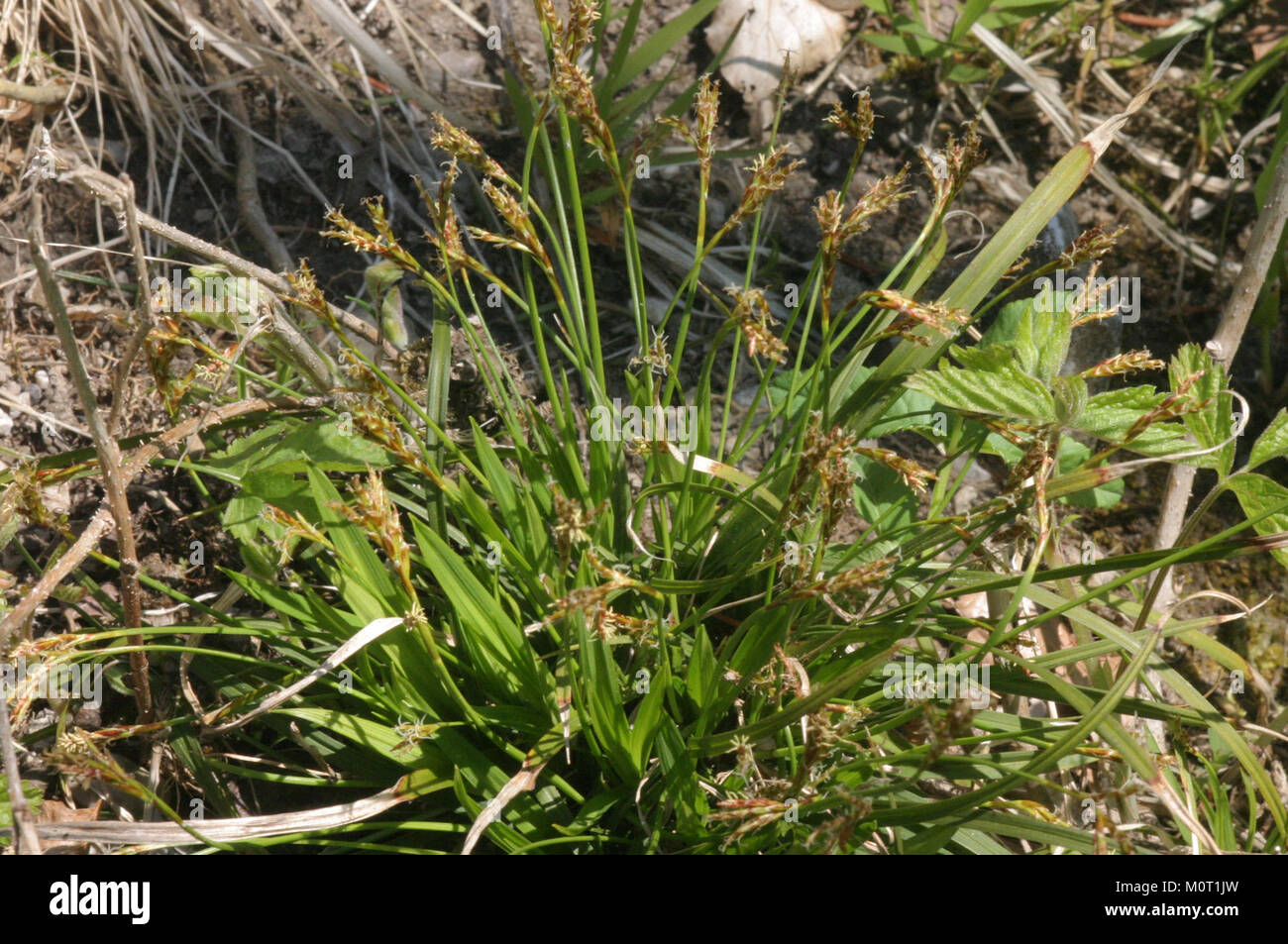 Carex ornithopoda subsp ornithopoda (Segge) IMG 8364 Stock Photo