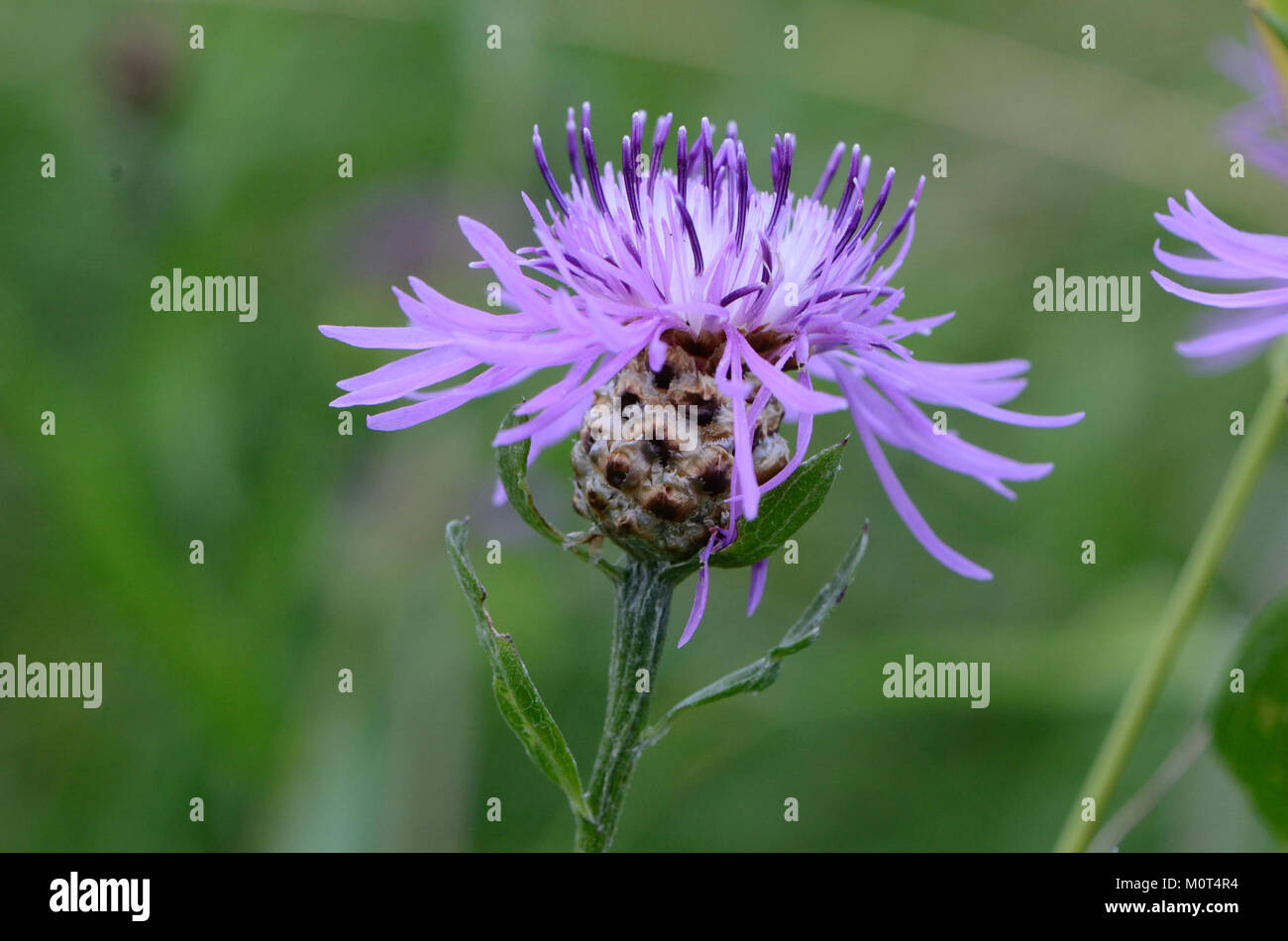 Centaurea jacea, commonly known as brown knapweed, is a flowering plant ...