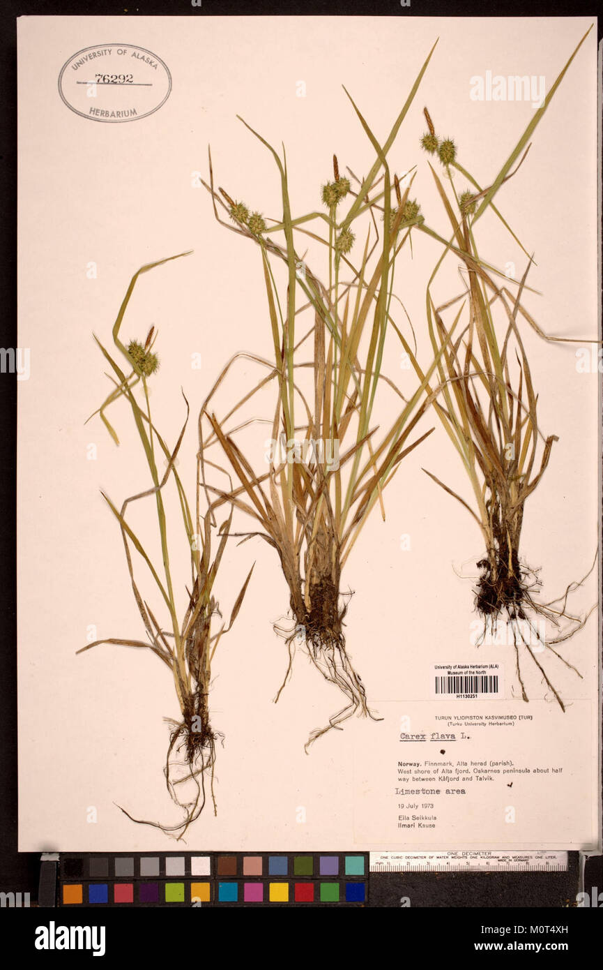 Carex flava herbarium (2) Stock Photo