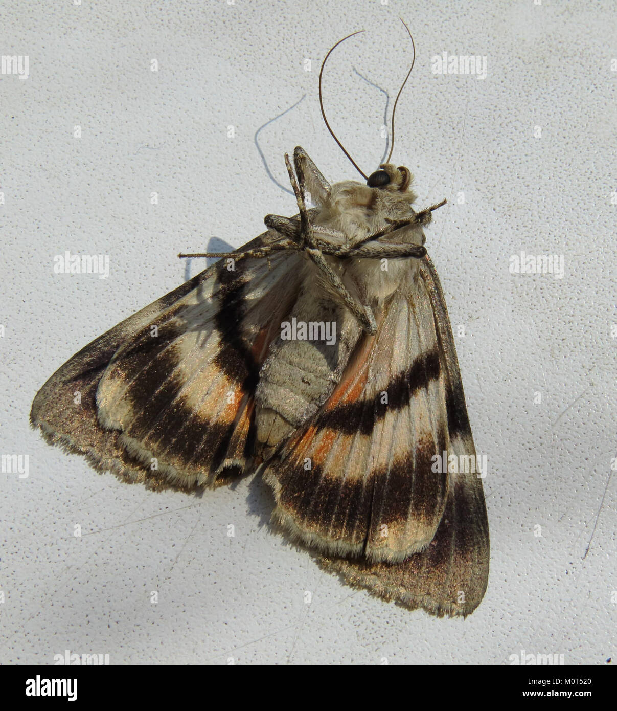Four spotted palpita moth hi-res stock photography and images - Alamy
