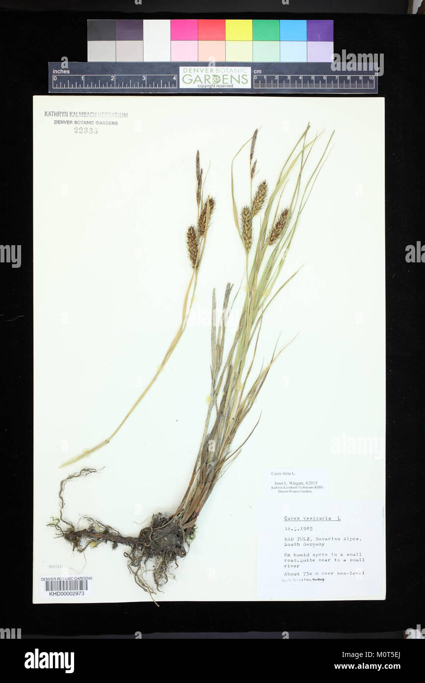 Carex hirta herbarium (02) Stock Photo