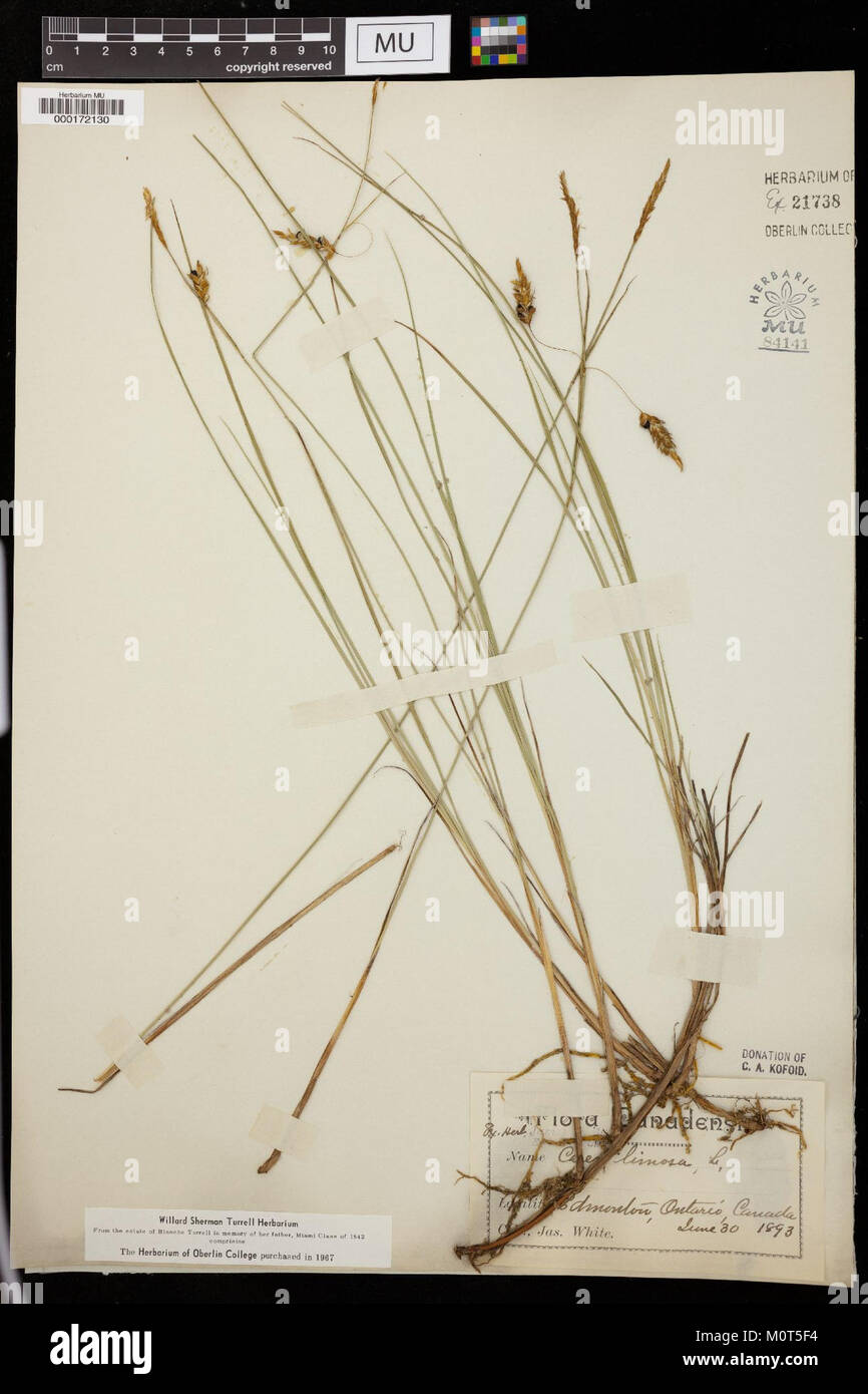 Carex limosa herbarium (01) Stock Photo