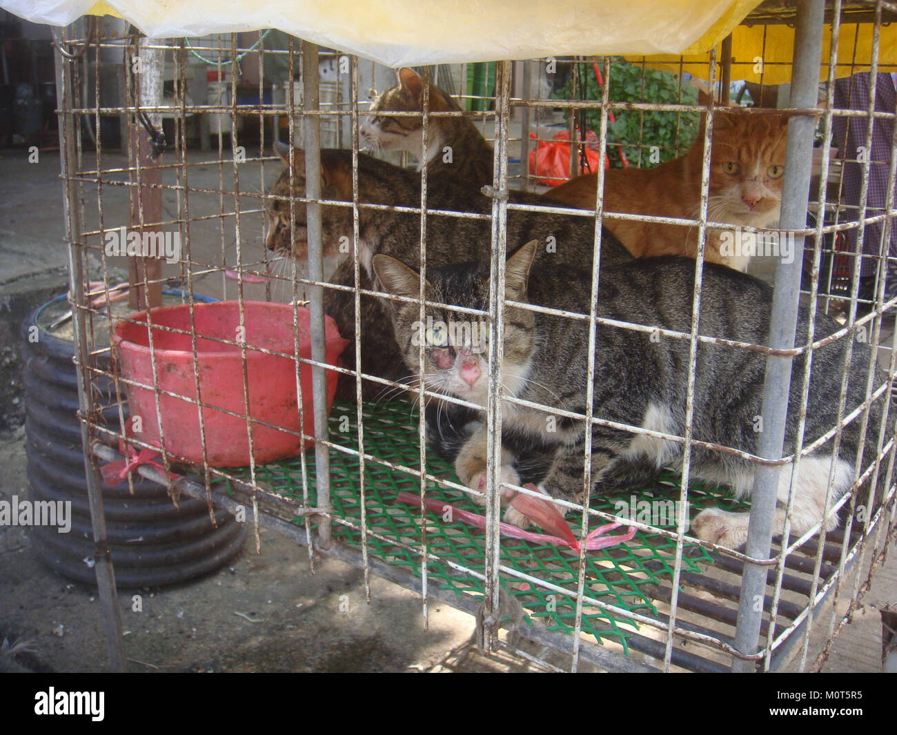 Cats at a cat meat restaurant 02 Stock Photo Alamy