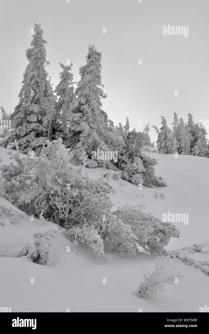 Spruce trees and mountain pine covered with a thick layer of snow and ice Stock Photo