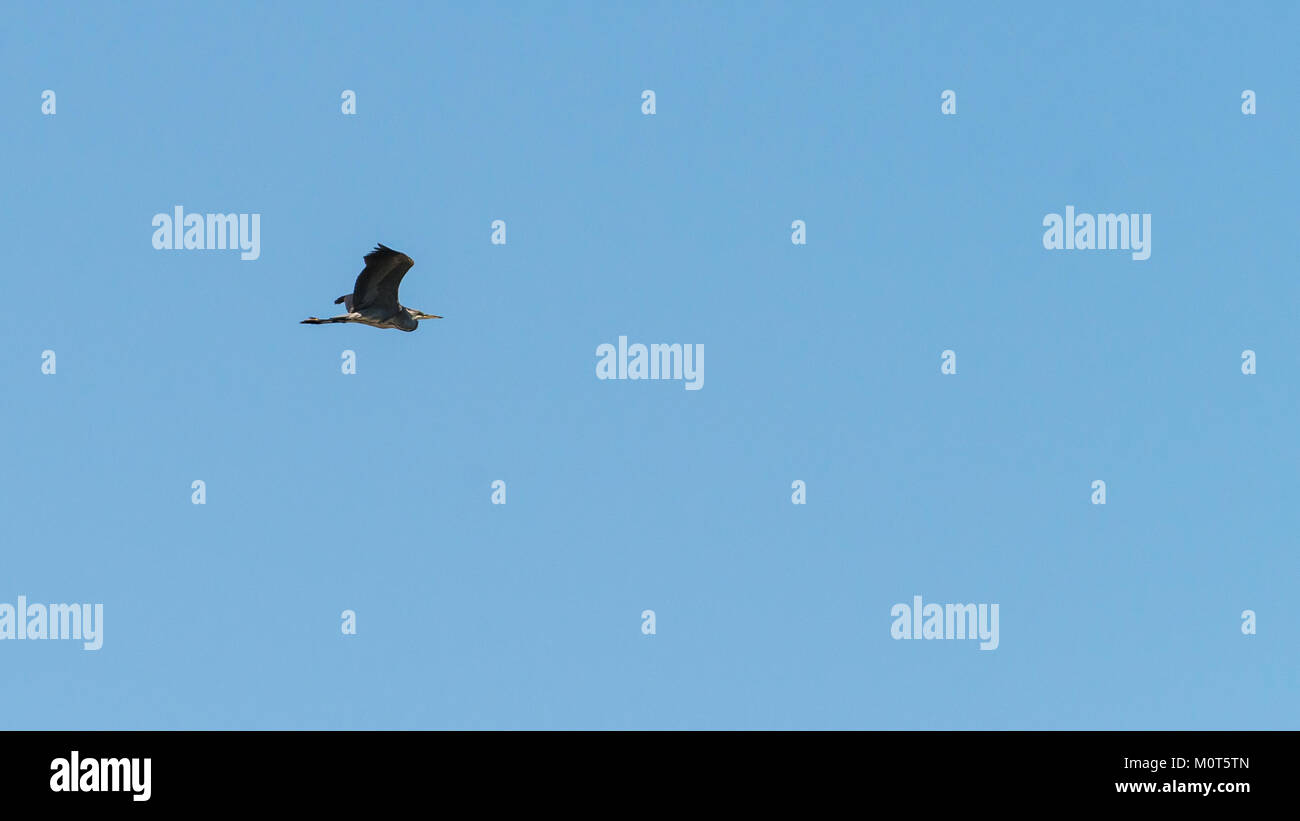 A shot of a grey herron flying through a lovely blue sky. Stock Photo