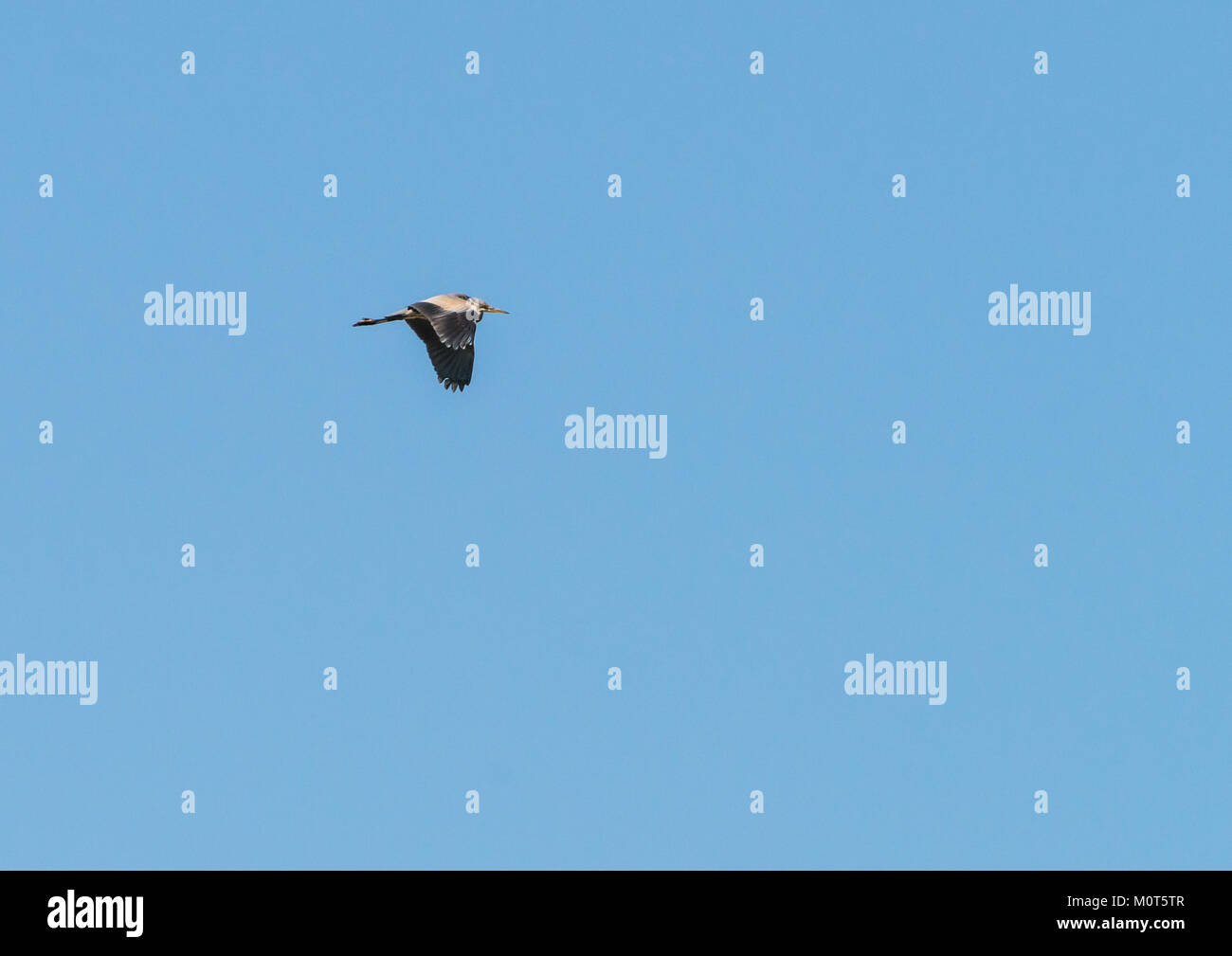 A shot of a grey herron flying through a lovely blue sky. Stock Photo
