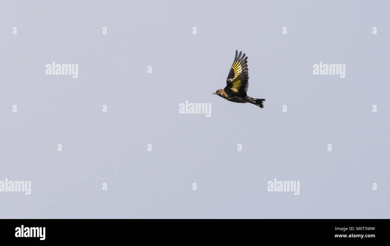 A shot of a juvenile goldfinch flying through a grey sky. Stock Photo