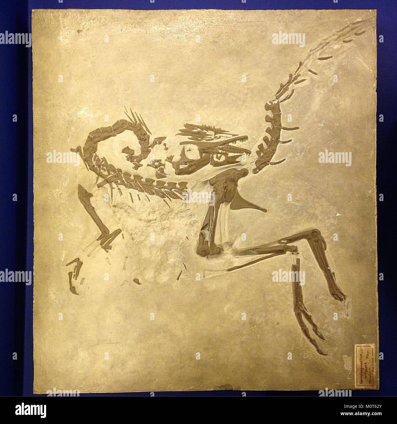 Cast of fossil of Compsognathus longipes) small therapod