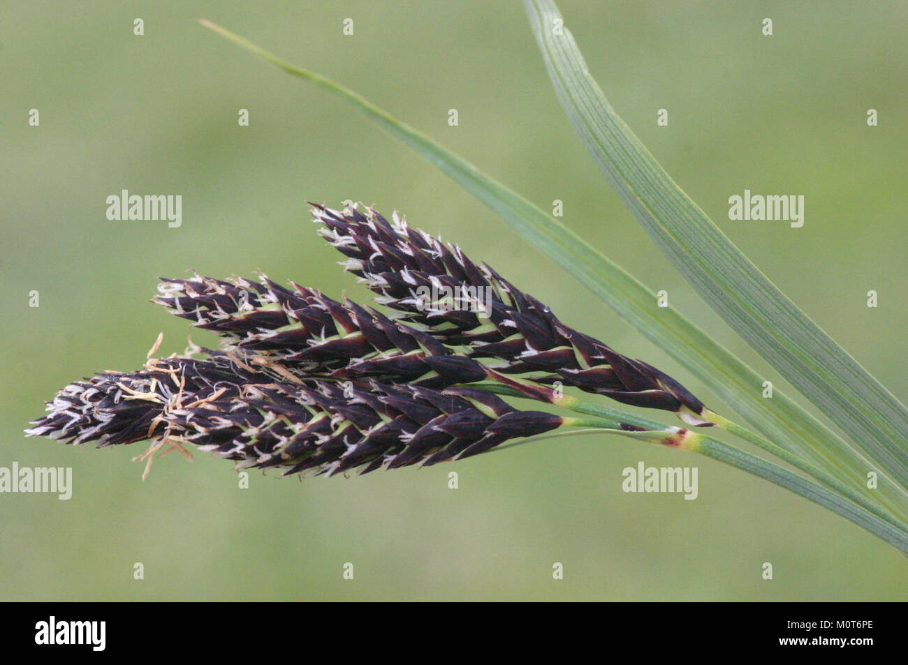 Carex atrata (Trauer-Segge) IMG 8298 Stock Photo