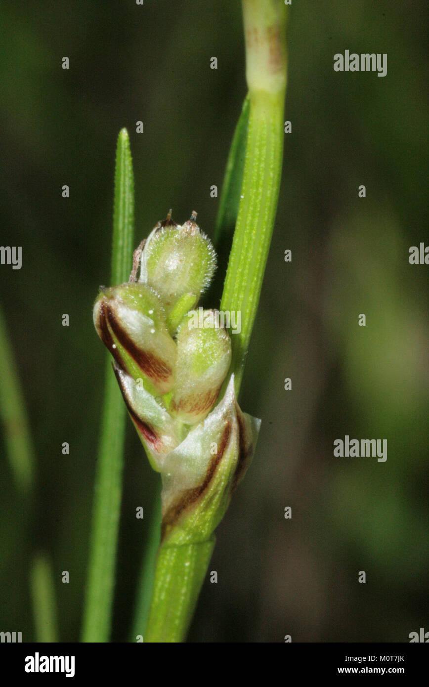Carex humilis (Erd-Segge) IMG 4864 Stock Photo