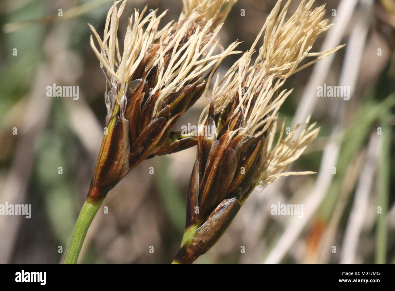 Carex curvula subsp curvula (Krumm-Segge) IMG 9154 Stock Photo