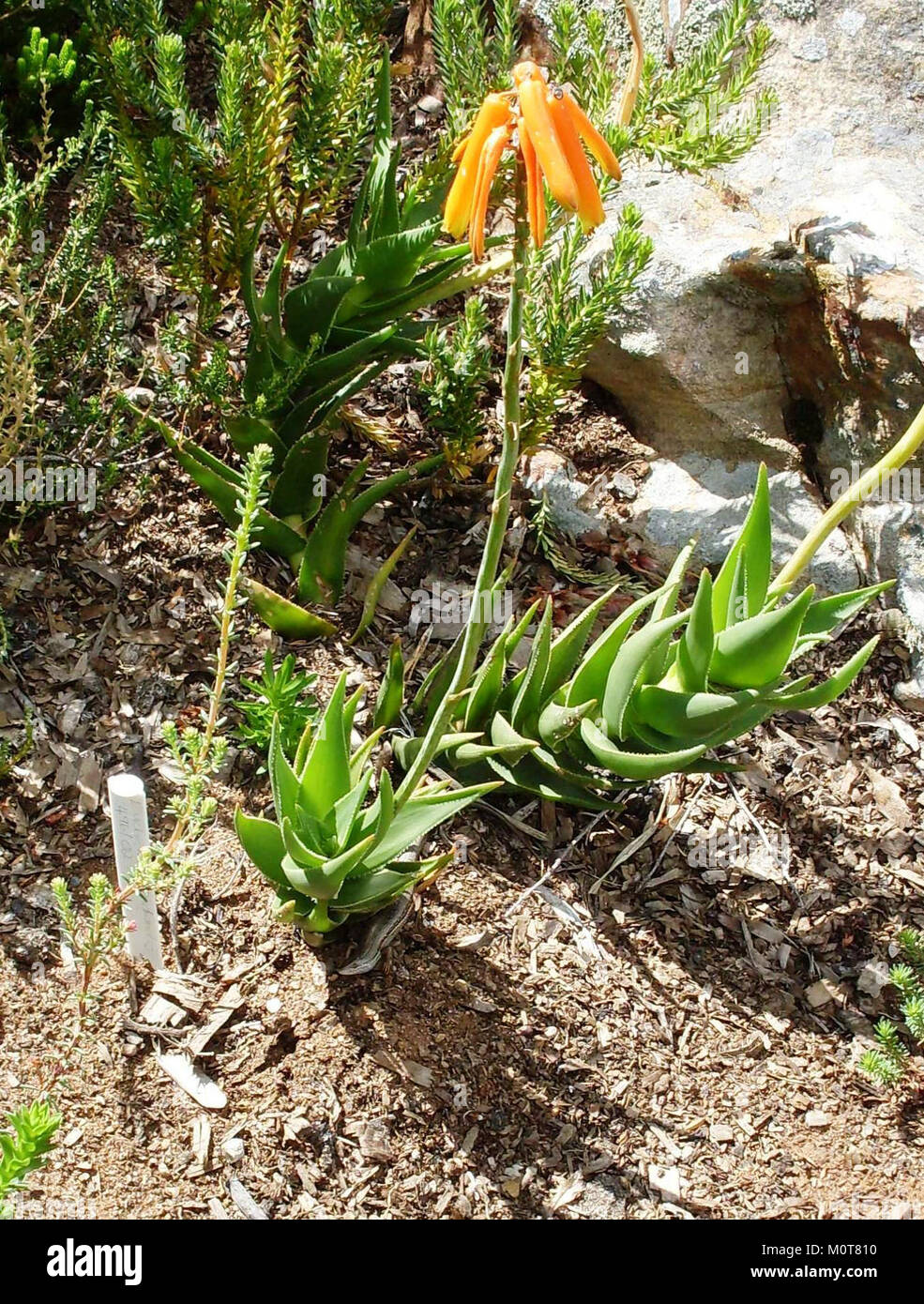 Cape skink and Aloe juddii - Western Cape Fynbos 3 Stock Photo