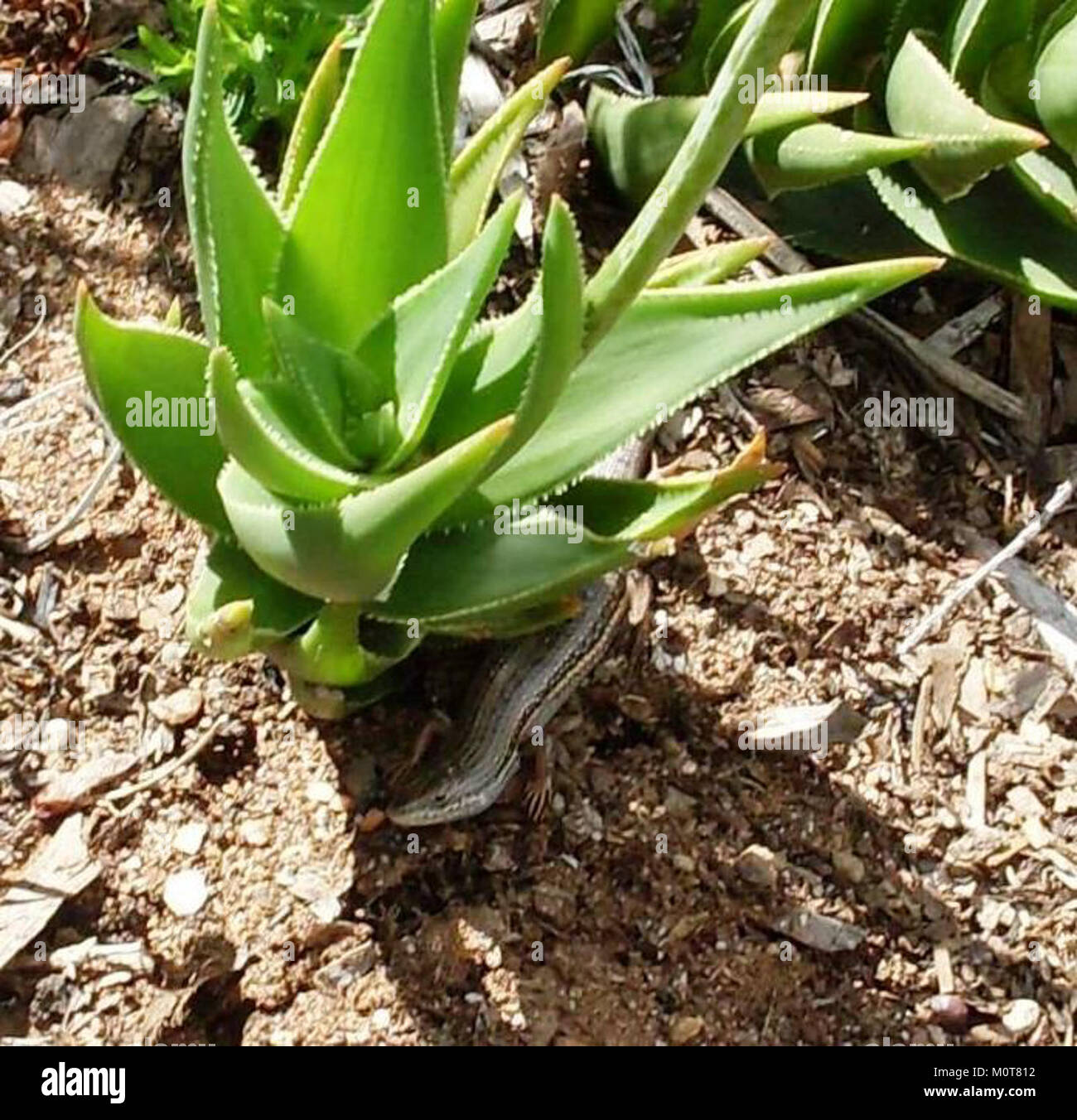 Cape skink and Aloe juddii - Western Cape Fynbos 1 Stock Photo