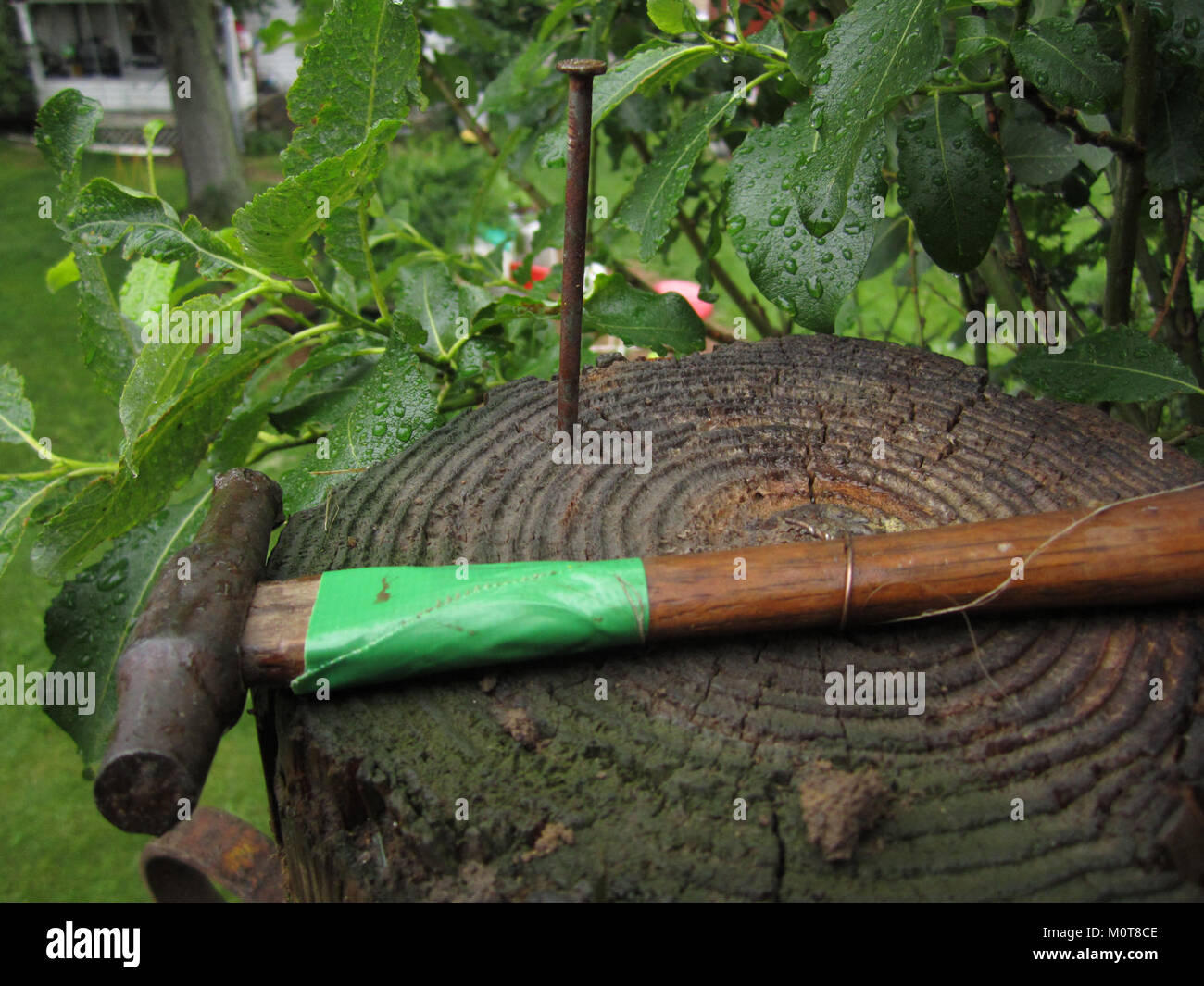 The Canon macro hammer green is a specialized lens or photography tool designed for macro photography. It allows close-up shots with high detail and is typically used for capturing small subjects in vivid detail. Stock Photo