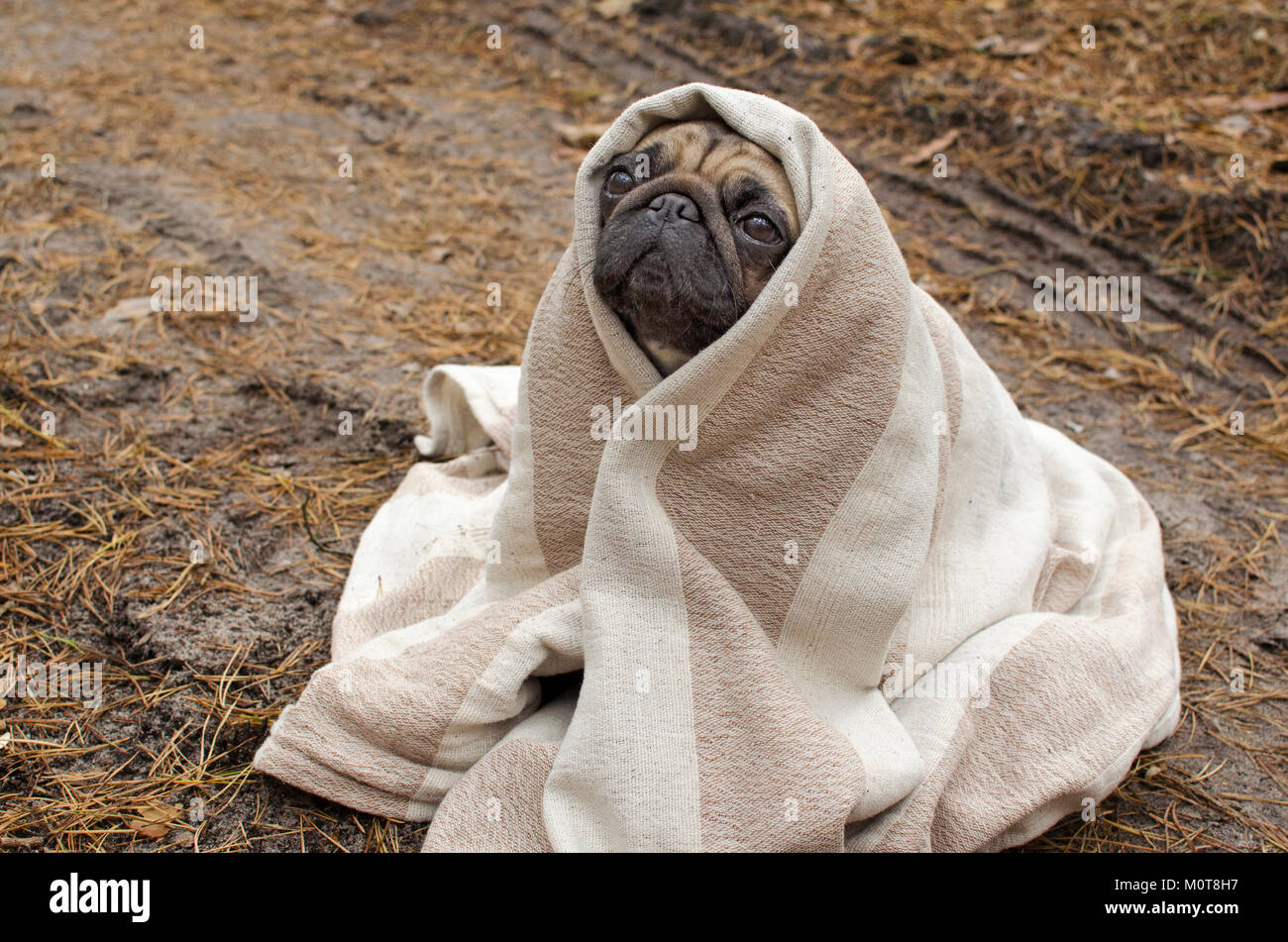 Cute Dog Breed Pug Wrapped In Blanket In Autumn Forest Stock Photo Alamy