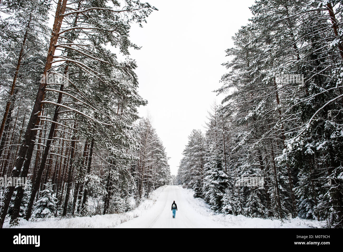 A woman takes a winter walk through a freezing and snow covered road in Labanoro Regional Park, Lithuania. Stock Photo